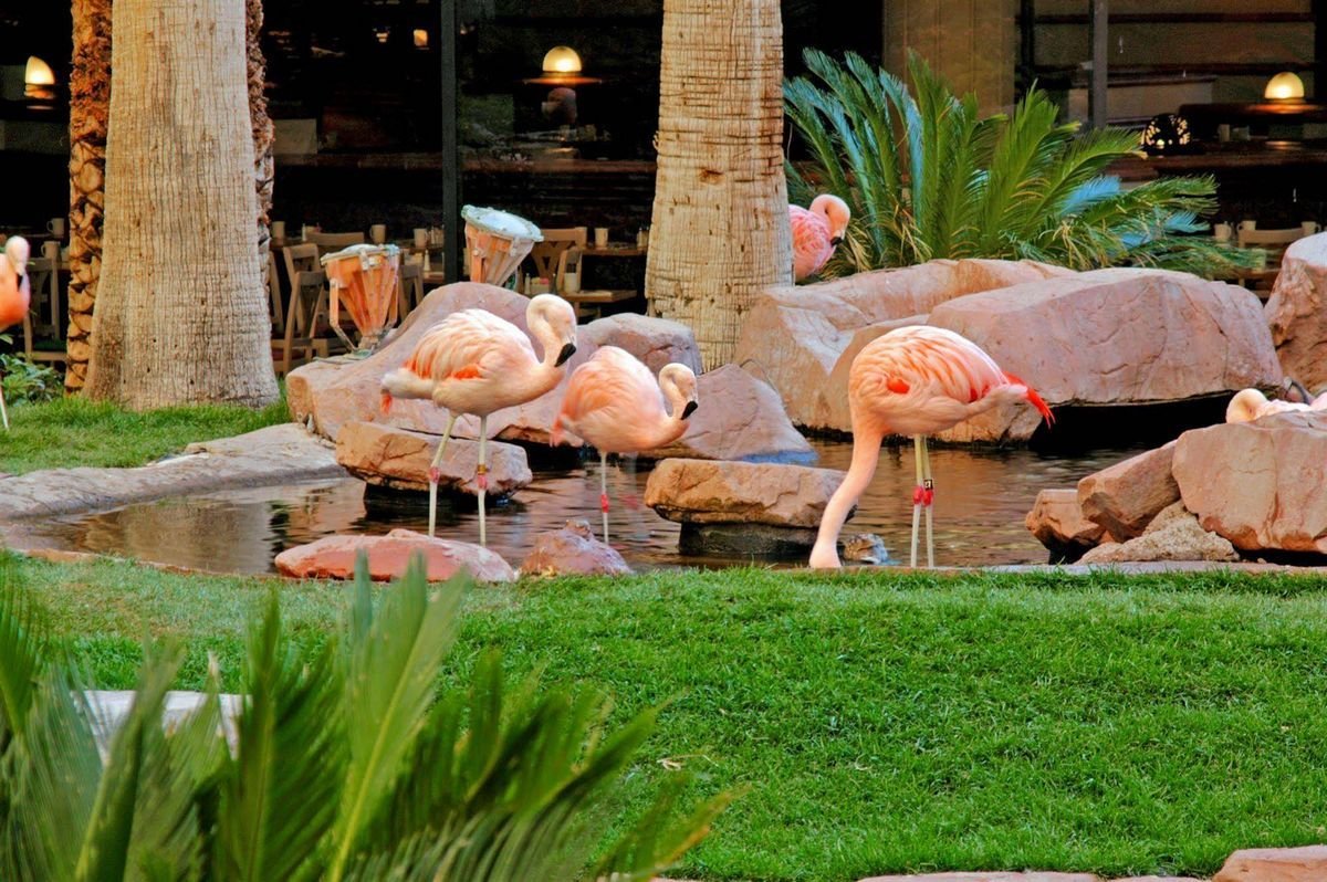 Flamingo's Wildlife Habitat Las Vegas