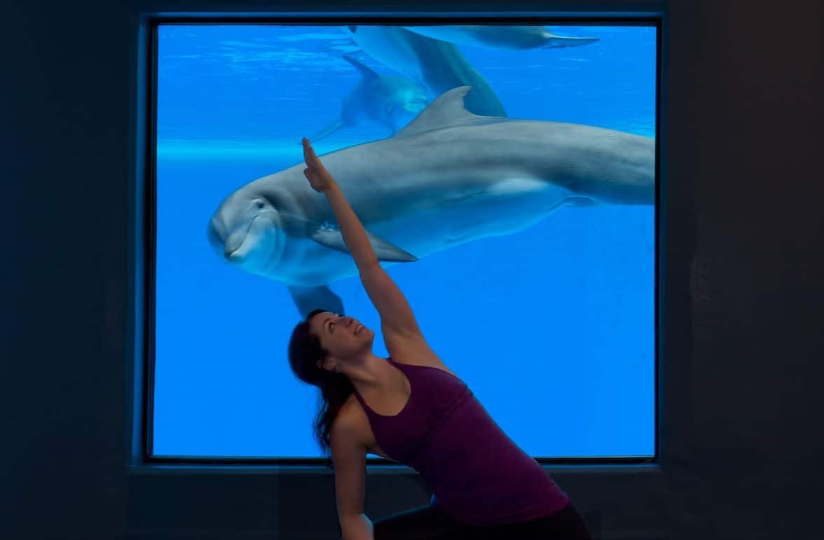 Mirage Las Vegas Yoga with the Dolphins