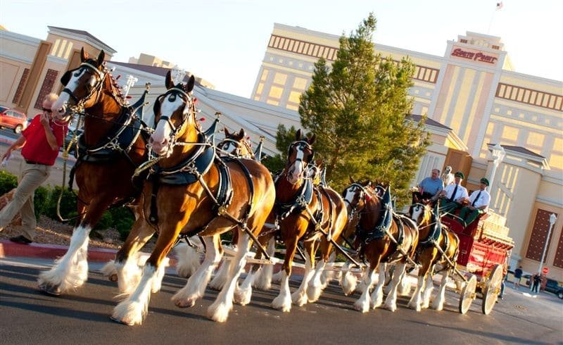 Budweiser Clydesdales South Point Las Vegas